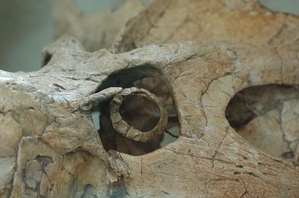 Close-up of the eye socket and ring of the dinosaur Protoceratops